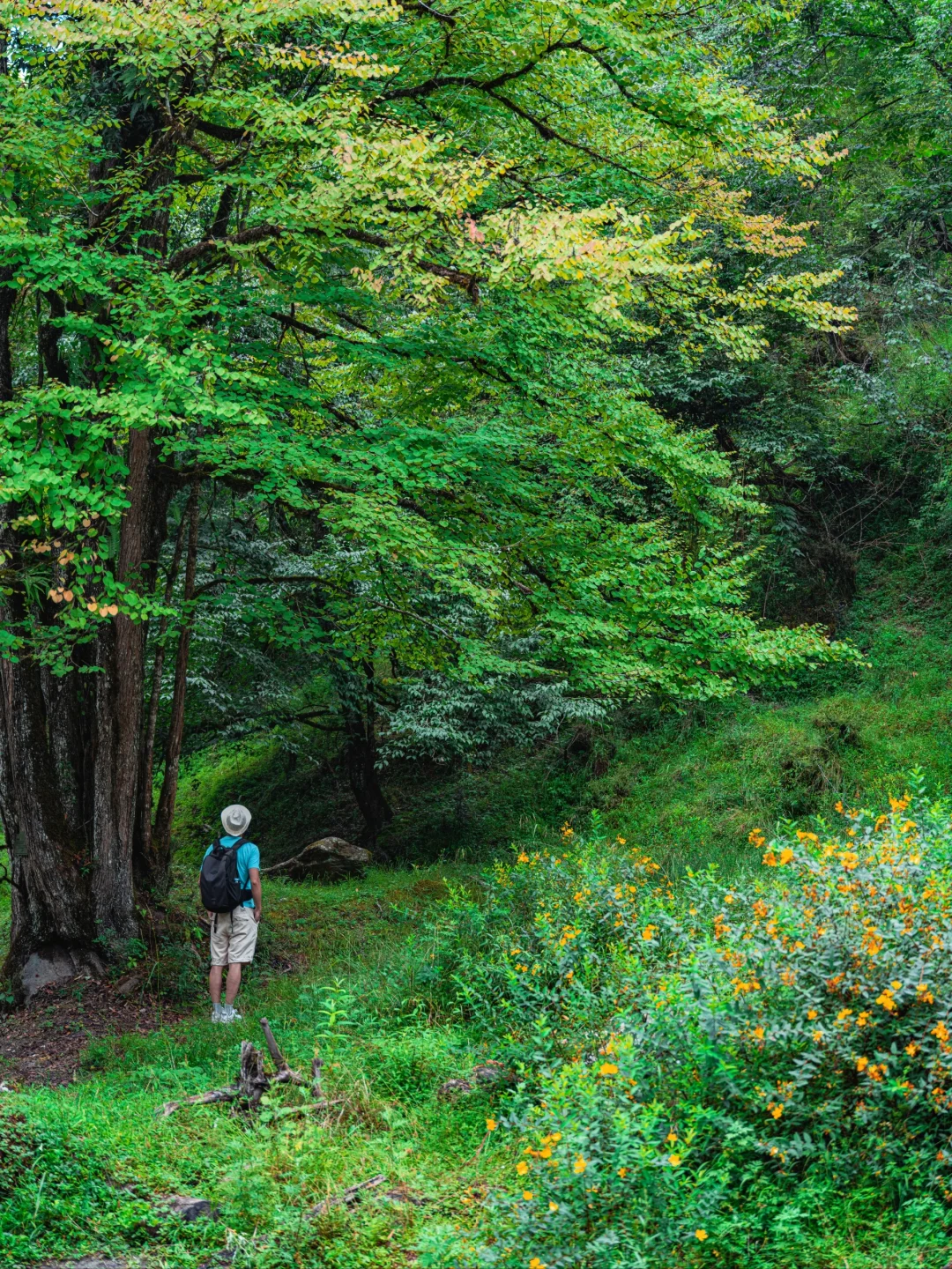 周末48H逃离成都!躲进23℃山里避暑徒步