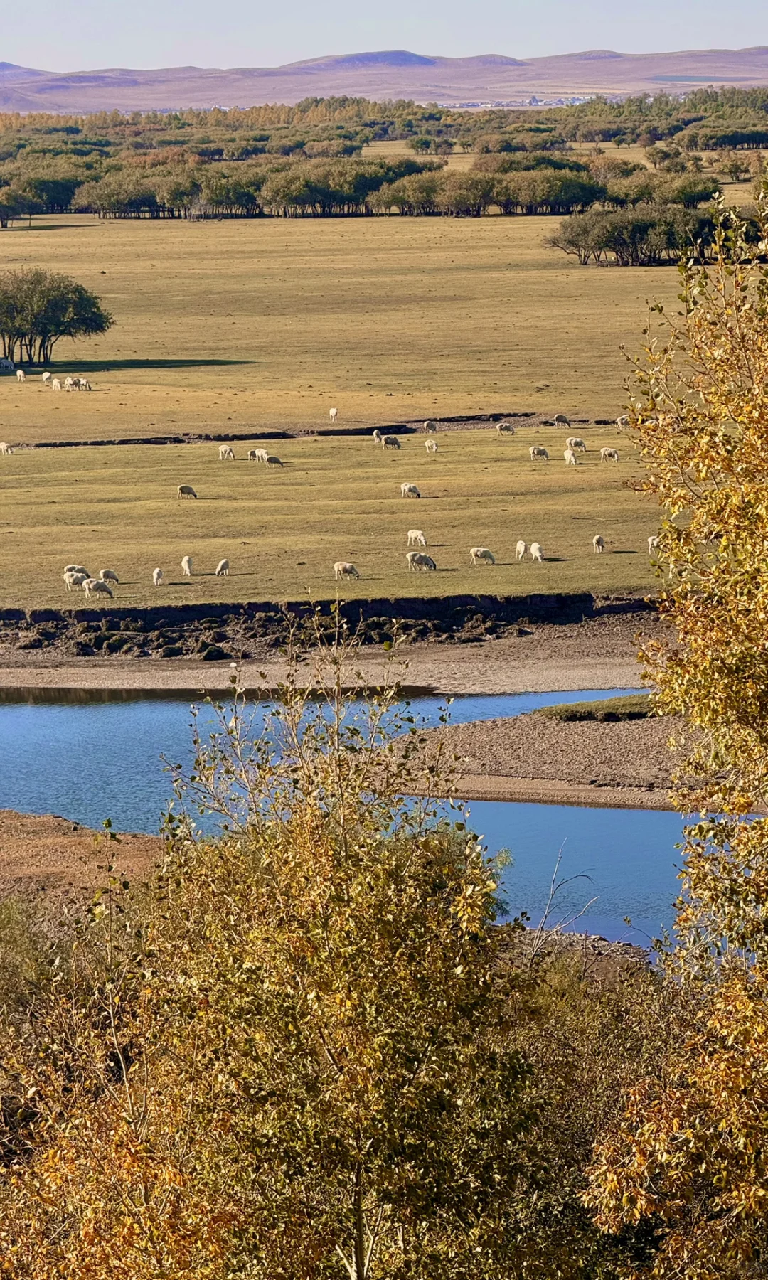 这是我见过人生最美的秋天🍂大兴安岭