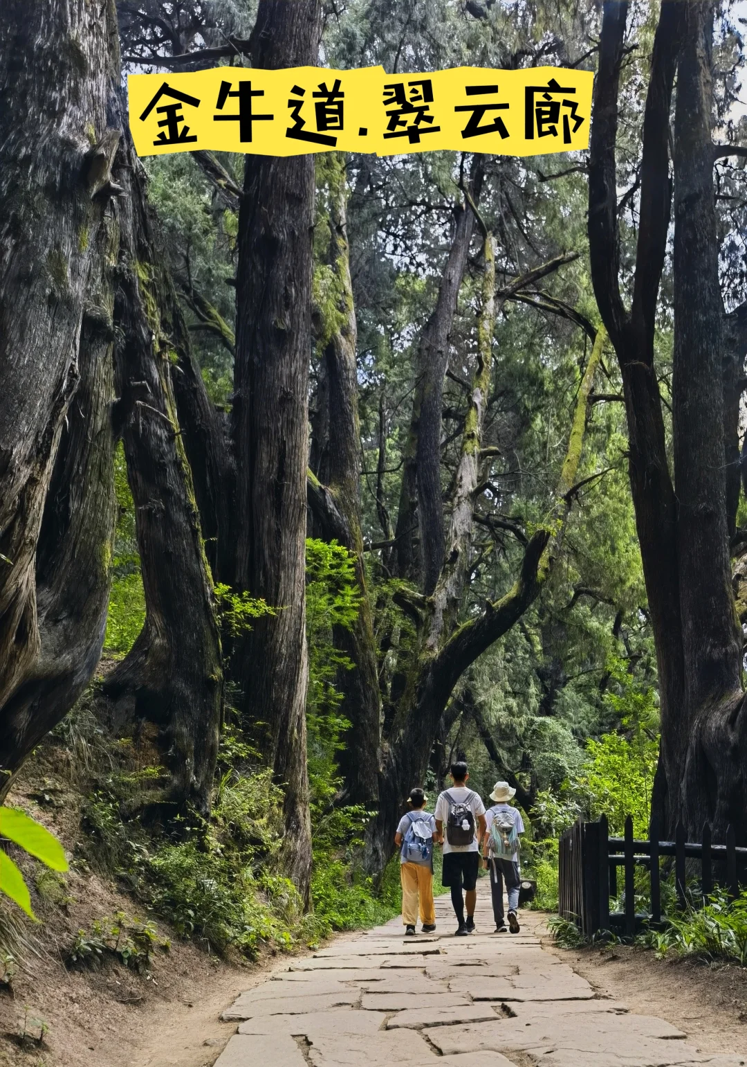 一次讲清楚！怎么免票玩剑门关+翠云廊！