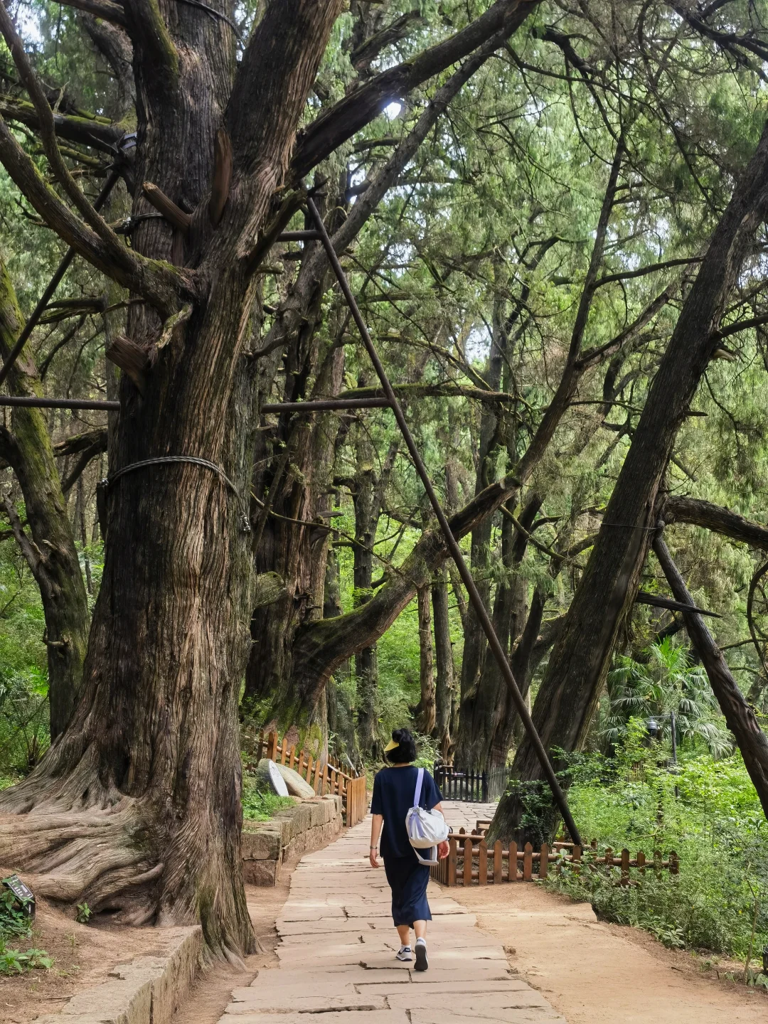 一次讲清楚！怎么免票玩剑门关+翠云廊！