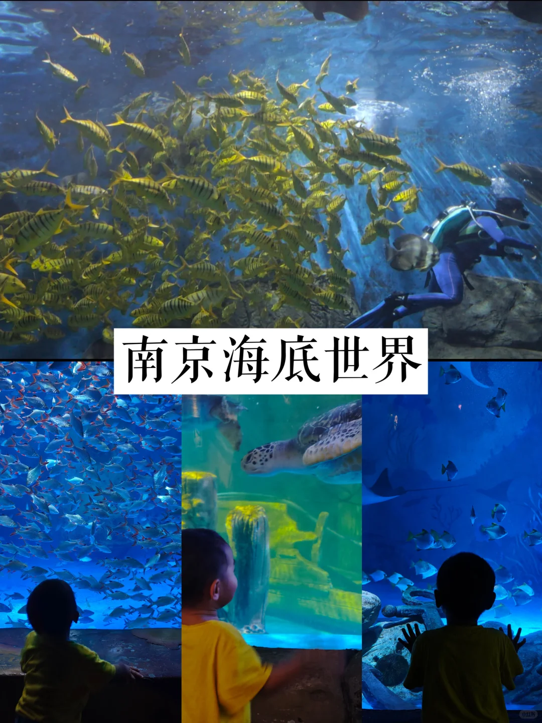 谁说南京夏天没有好景点遛娃啊！海底世界！