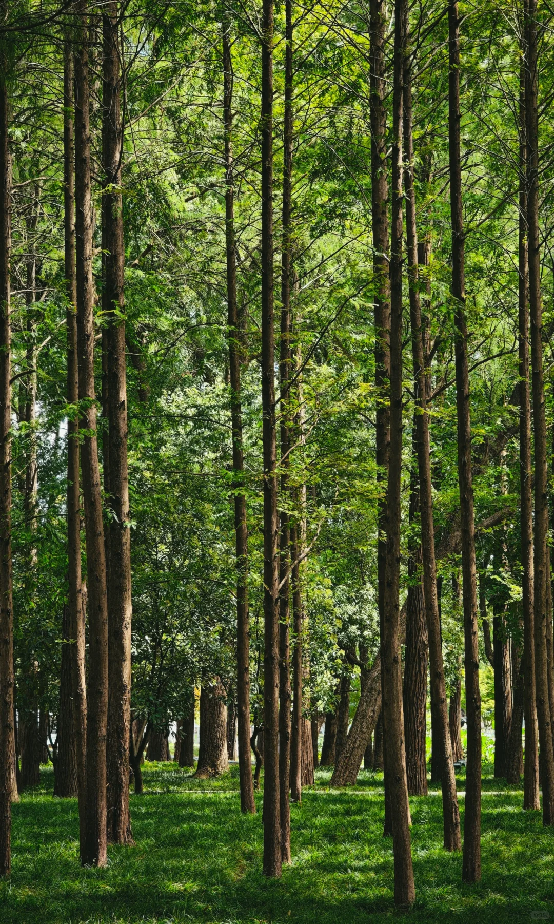 武汉东湖听涛,是一个巨大的绿色能量场🌿