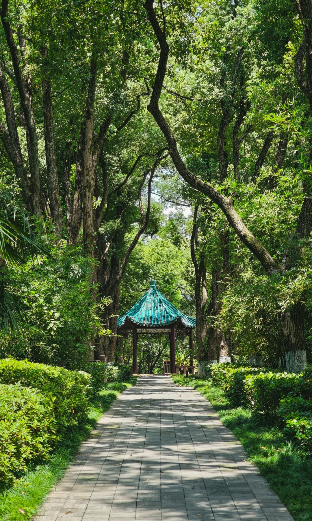 武汉东湖听涛,是一个巨大的绿色能量场🌿
