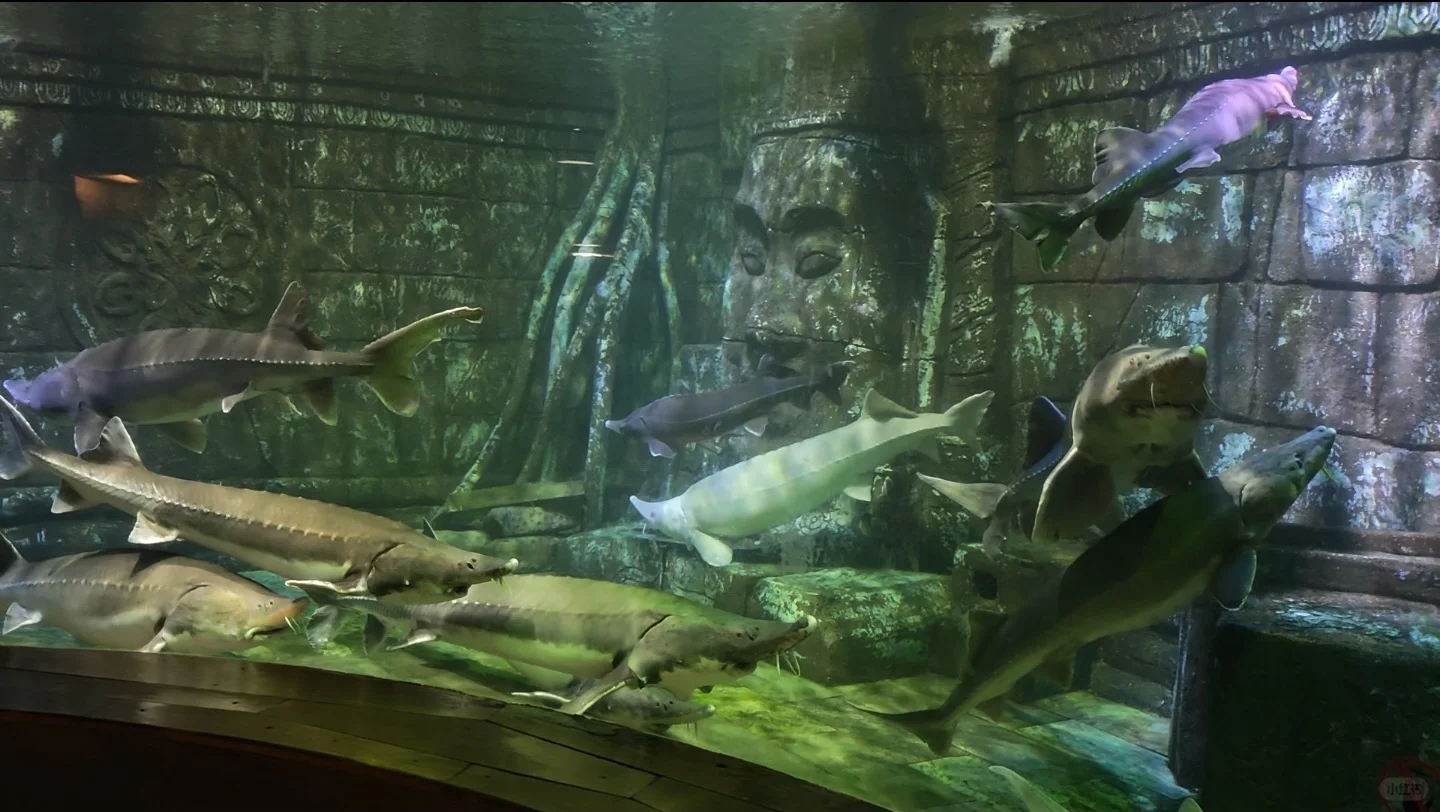 谁说南京夏天没有好景点遛娃啊！海底世界！