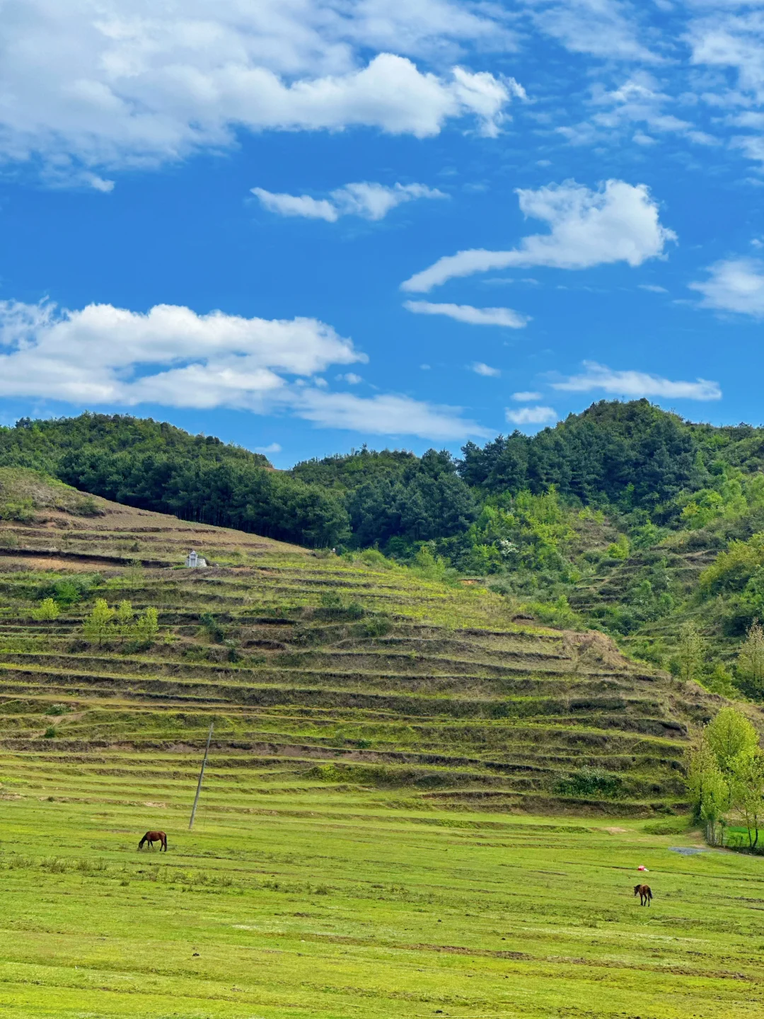 甘为牛马者｜藏着天地心【阿西里西】