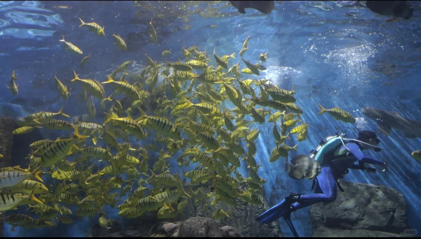 谁说南京夏天没有好景点遛娃啊！海底世界！