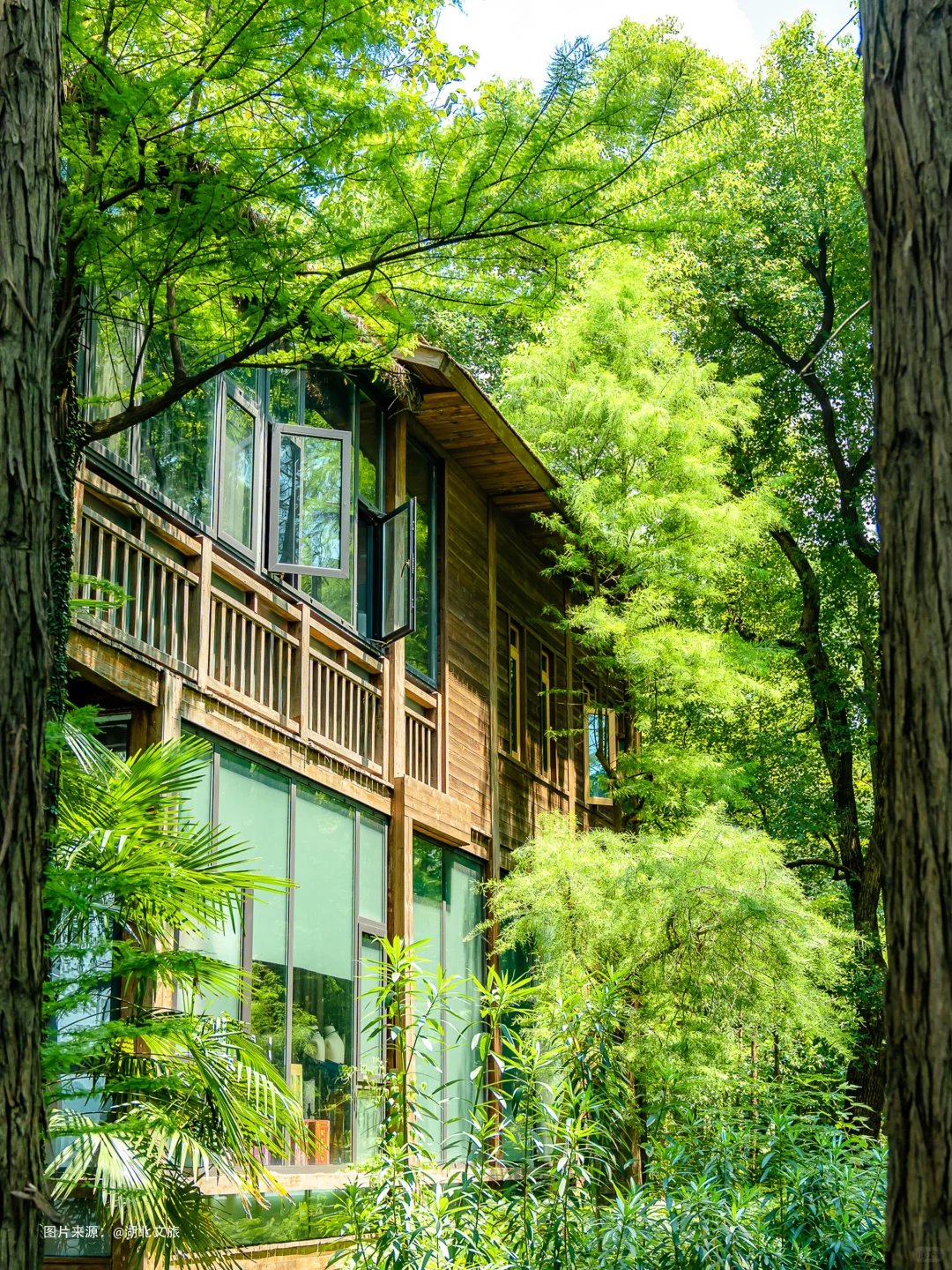 东湖落雁,就是个巨大的绿色能量场🌿