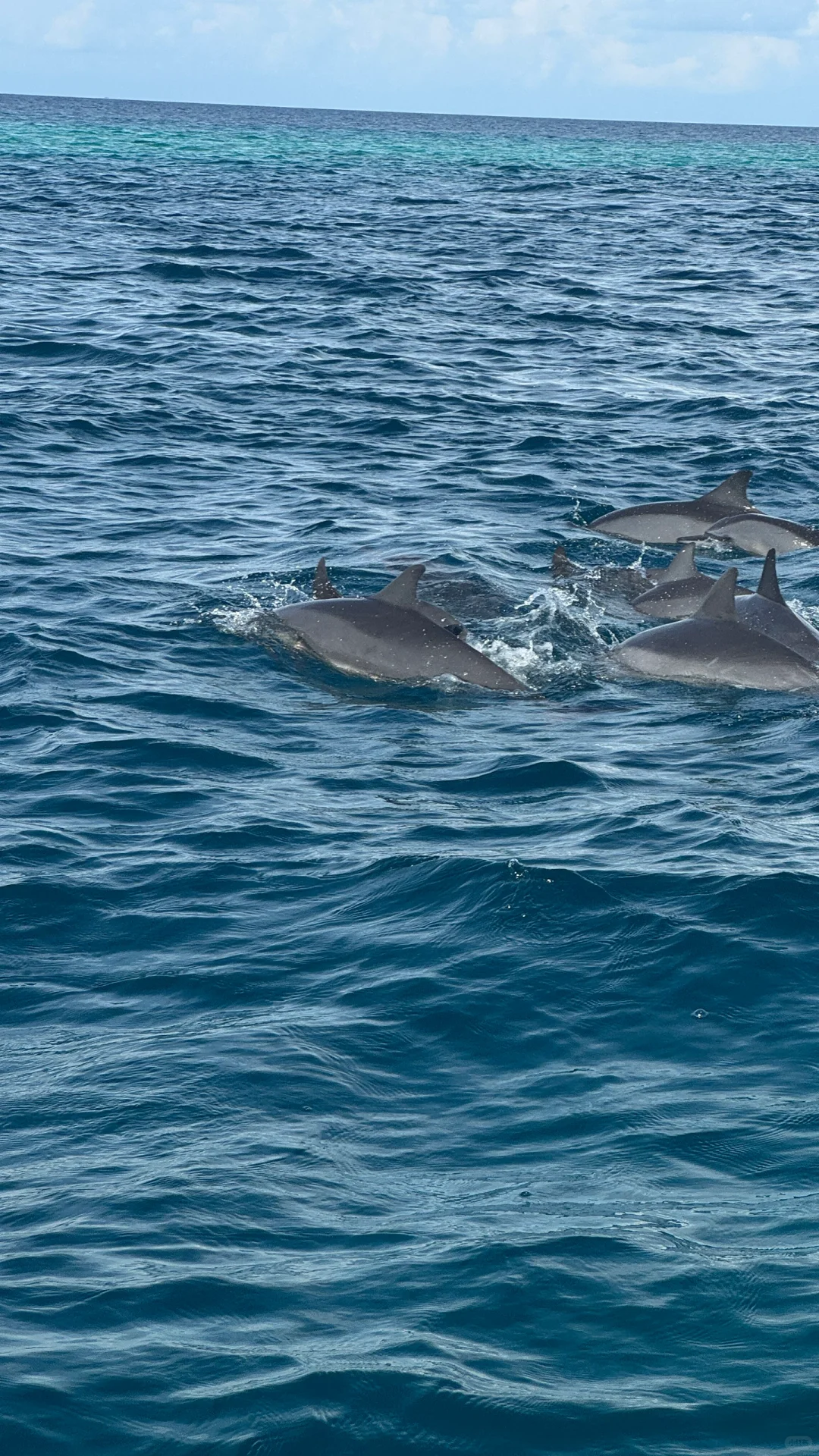 马尔代夫戒断反应🇲🇻