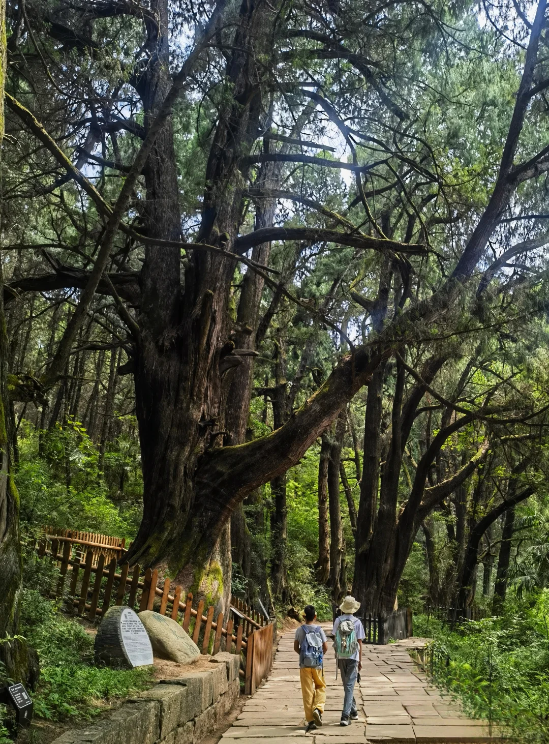 一次讲清楚！怎么免票玩剑门关+翠云廊！