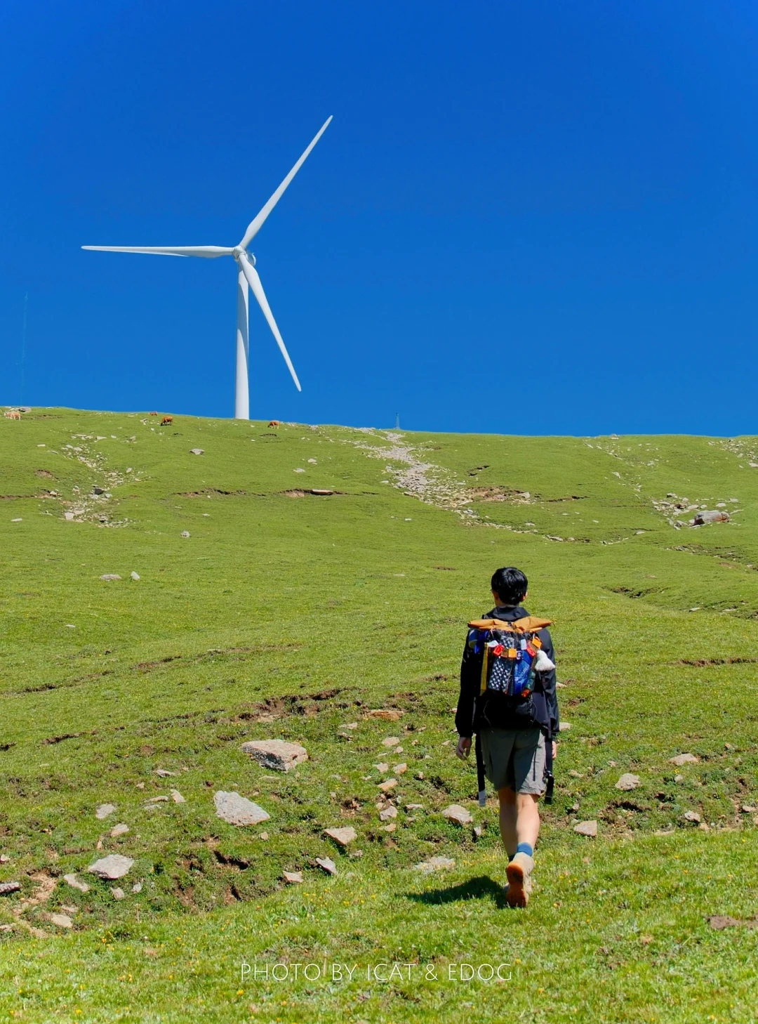 “读错过的举个手，这里是河北蔚（yù）县”