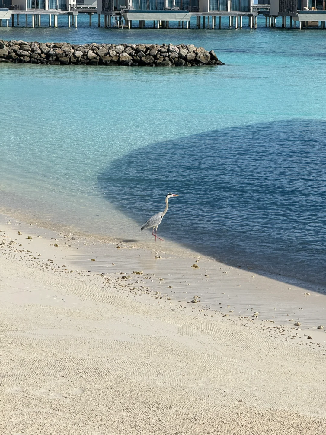 马尔代夫戒断反应🇲🇻