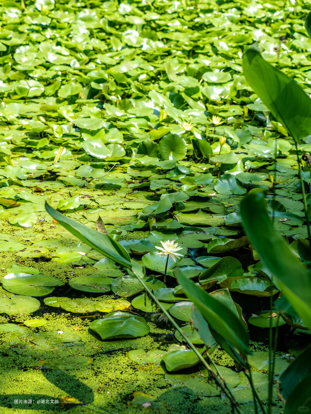 东湖落雁，就是个巨大的绿色能量场🌿