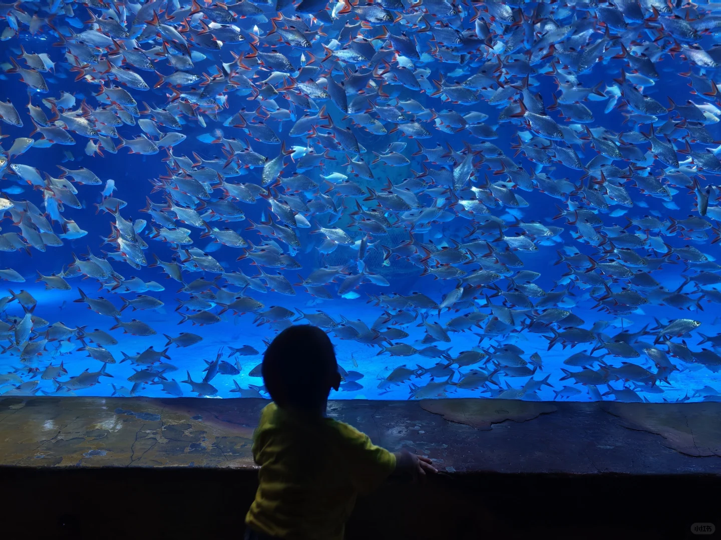谁说南京夏天没有好景点遛娃啊！海底世界！