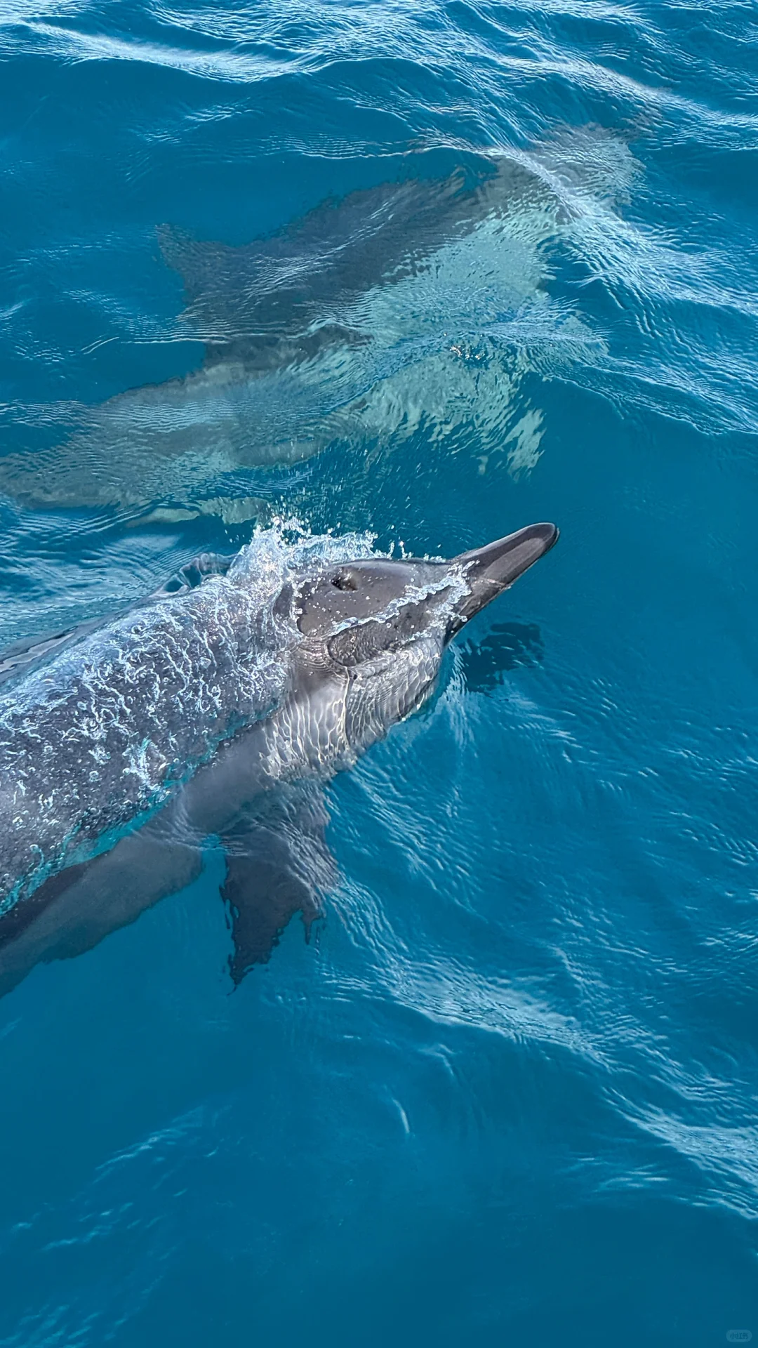 马尔代夫戒断反应🇲🇻