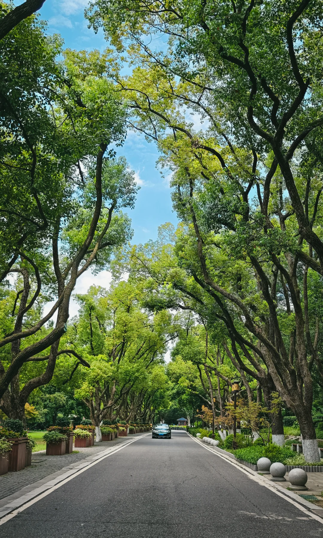 武汉东湖听涛,是一个巨大的绿色能量场🌿