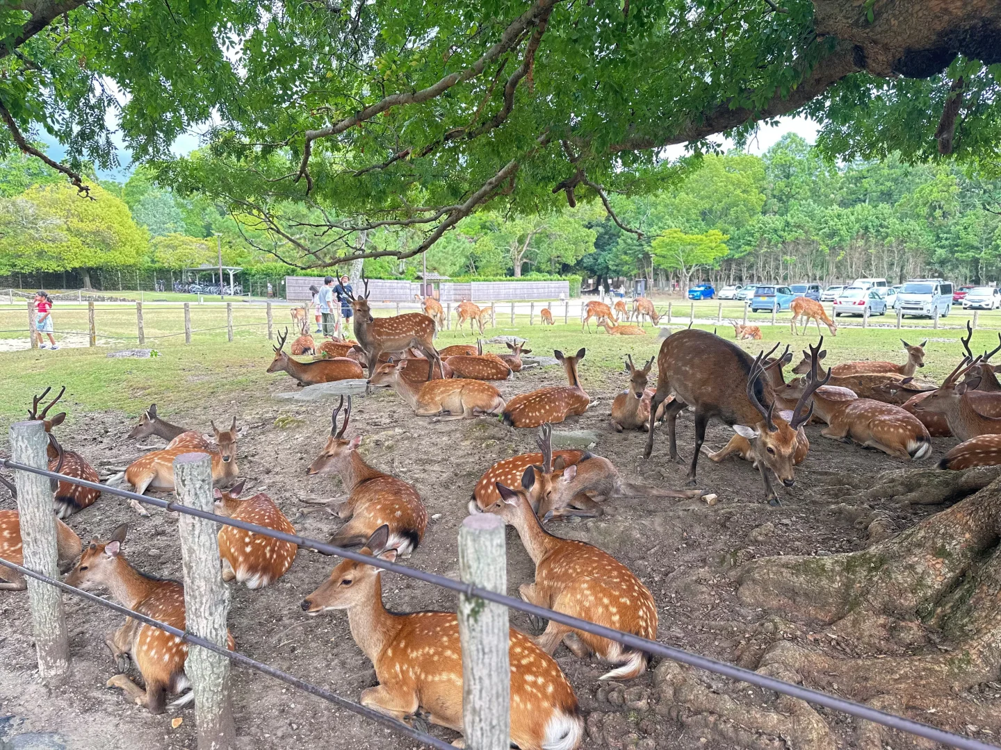 日本关西7天旅游攻略