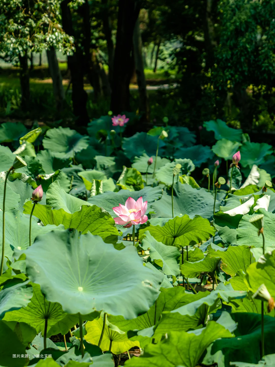 东湖落雁,就是个巨大的绿色能量场🌿