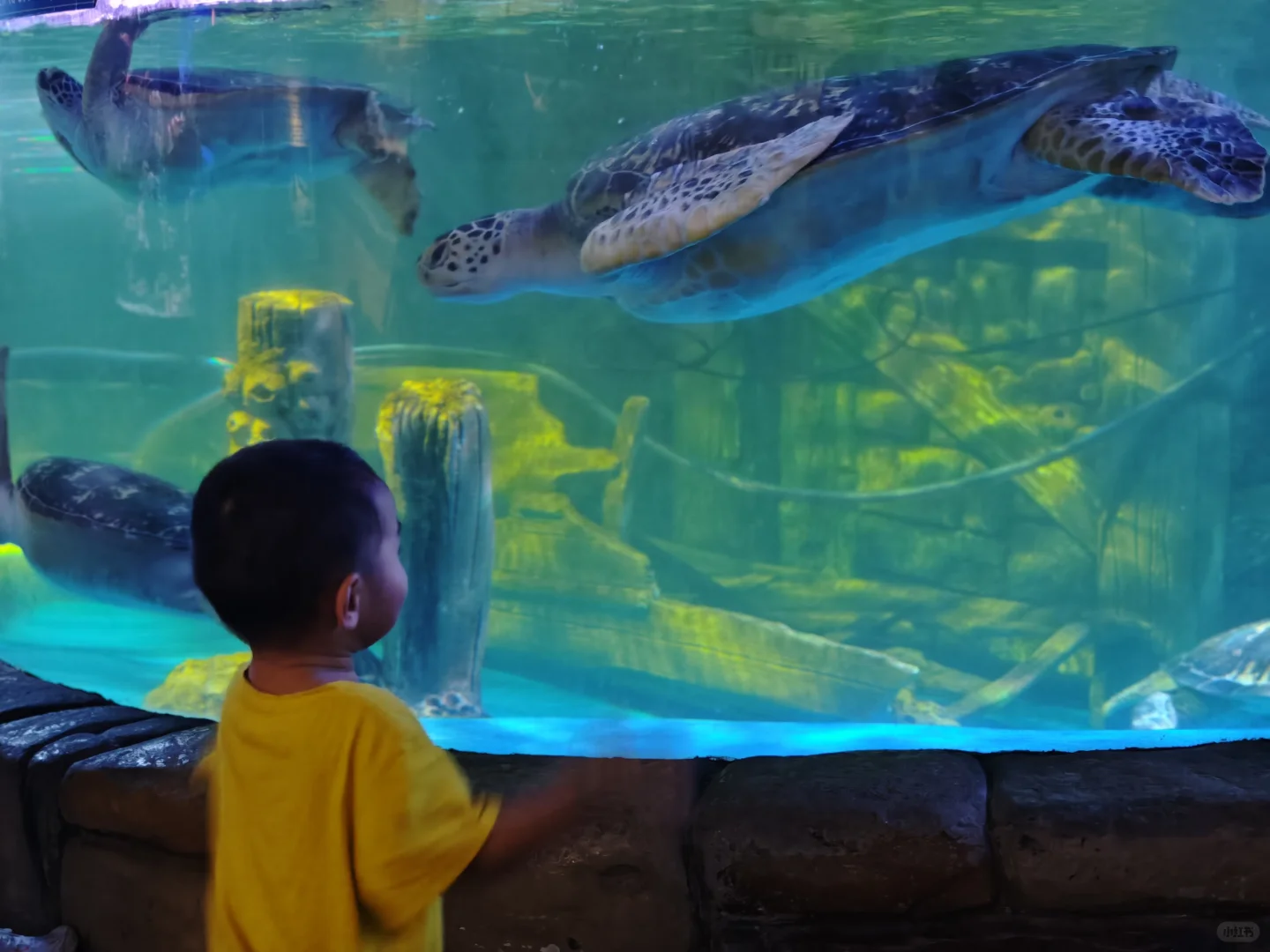 谁说南京夏天没有好景点遛娃啊！海底世界！