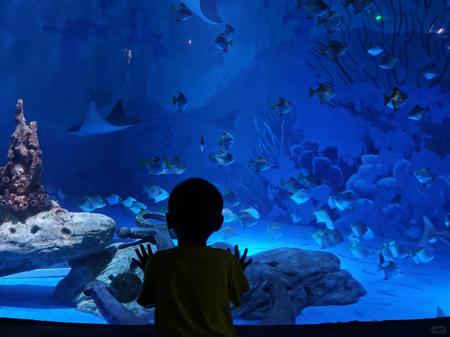 谁说南京夏天没有好景点遛娃啊！海底世界！
