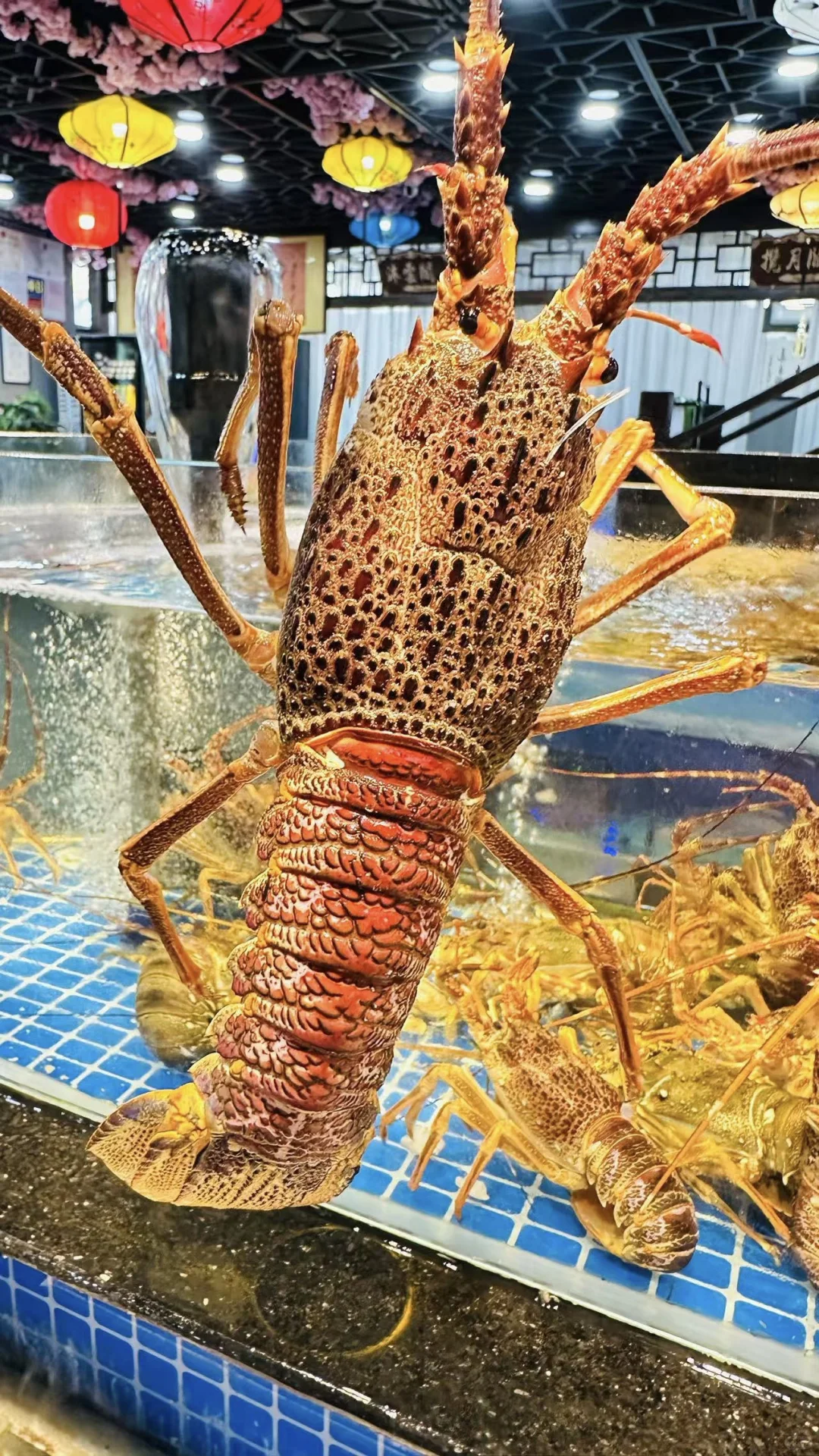 日照宝藏玩法：森林公园与醉江湖美食之旅