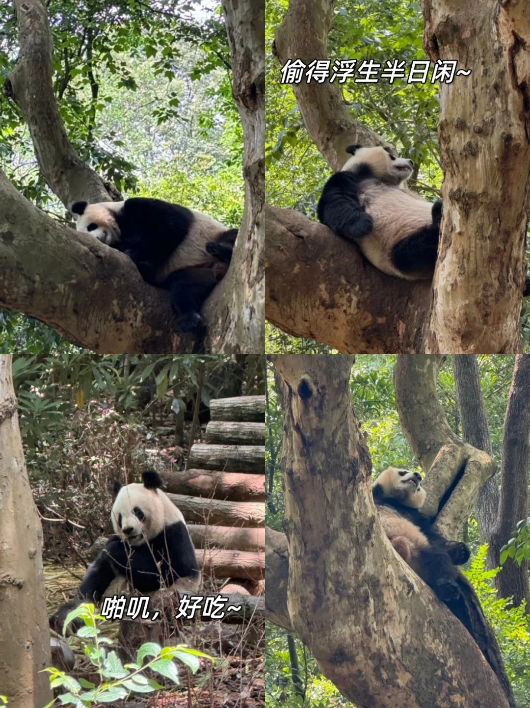 成都📍这1⃣2⃣个景点不要错过｜附游玩攻略