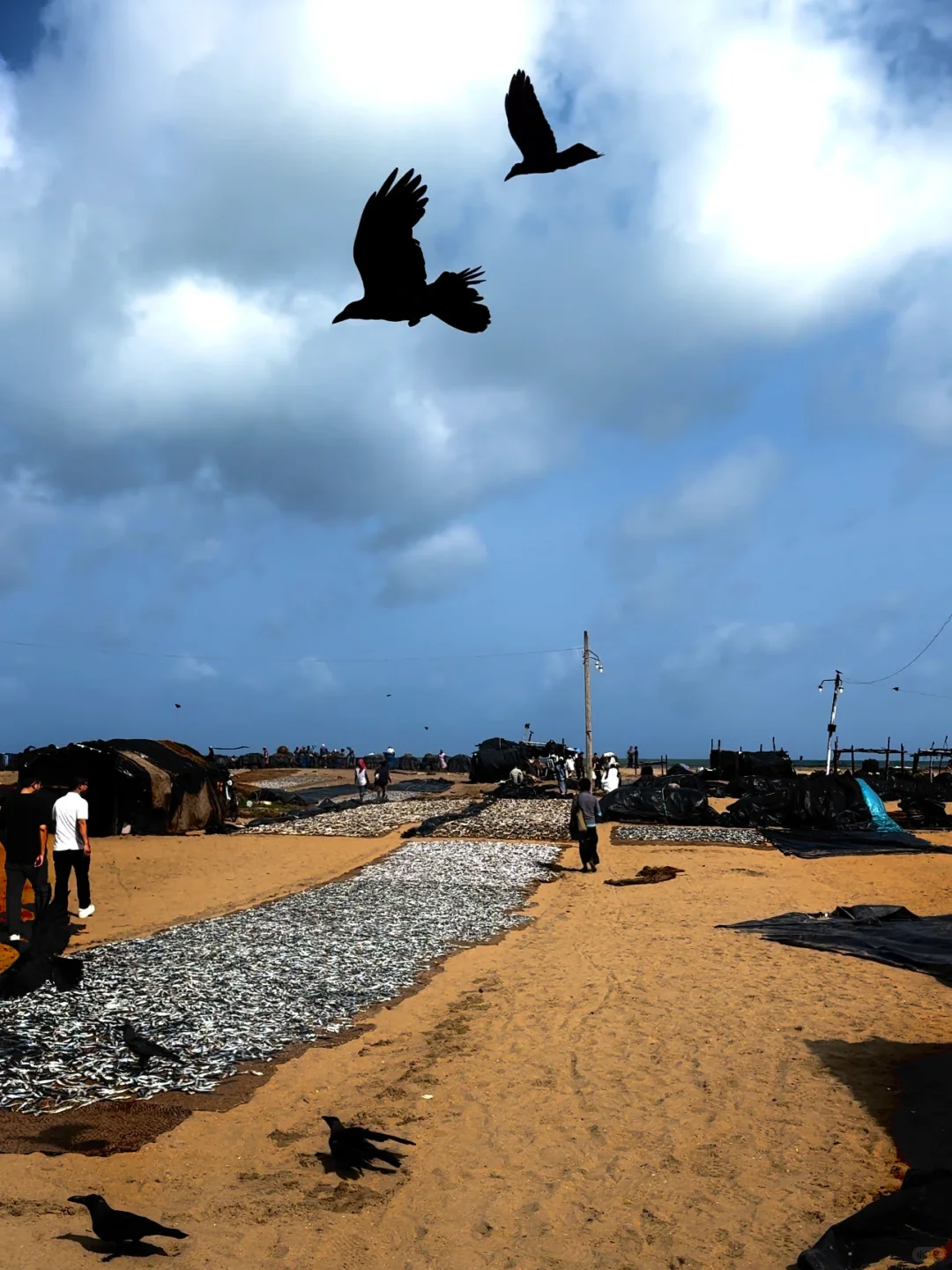 斯里兰卡七天五晚zui 全攻略｜人均6000💰