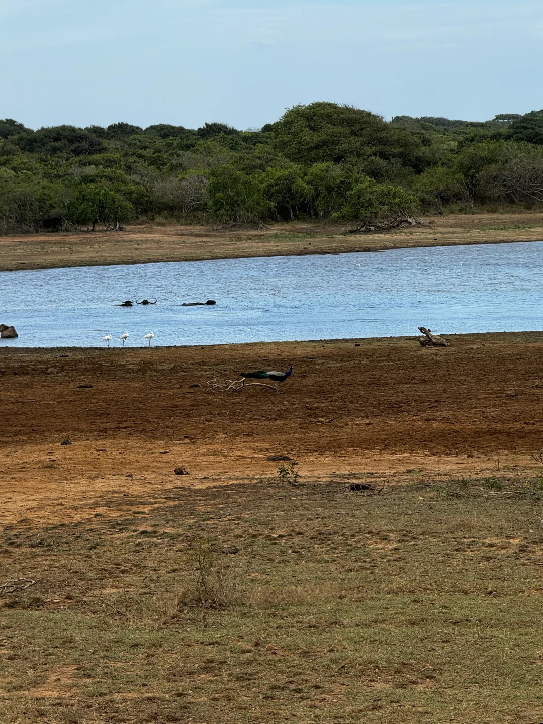 斯里兰卡七天五晚zui 全攻略｜人均6000💰
