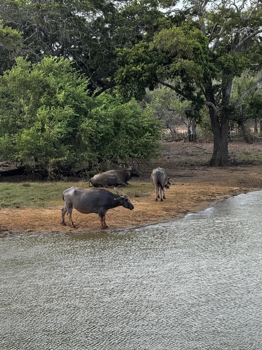 斯里兰卡七天五晚zui 全攻略｜人均6000💰