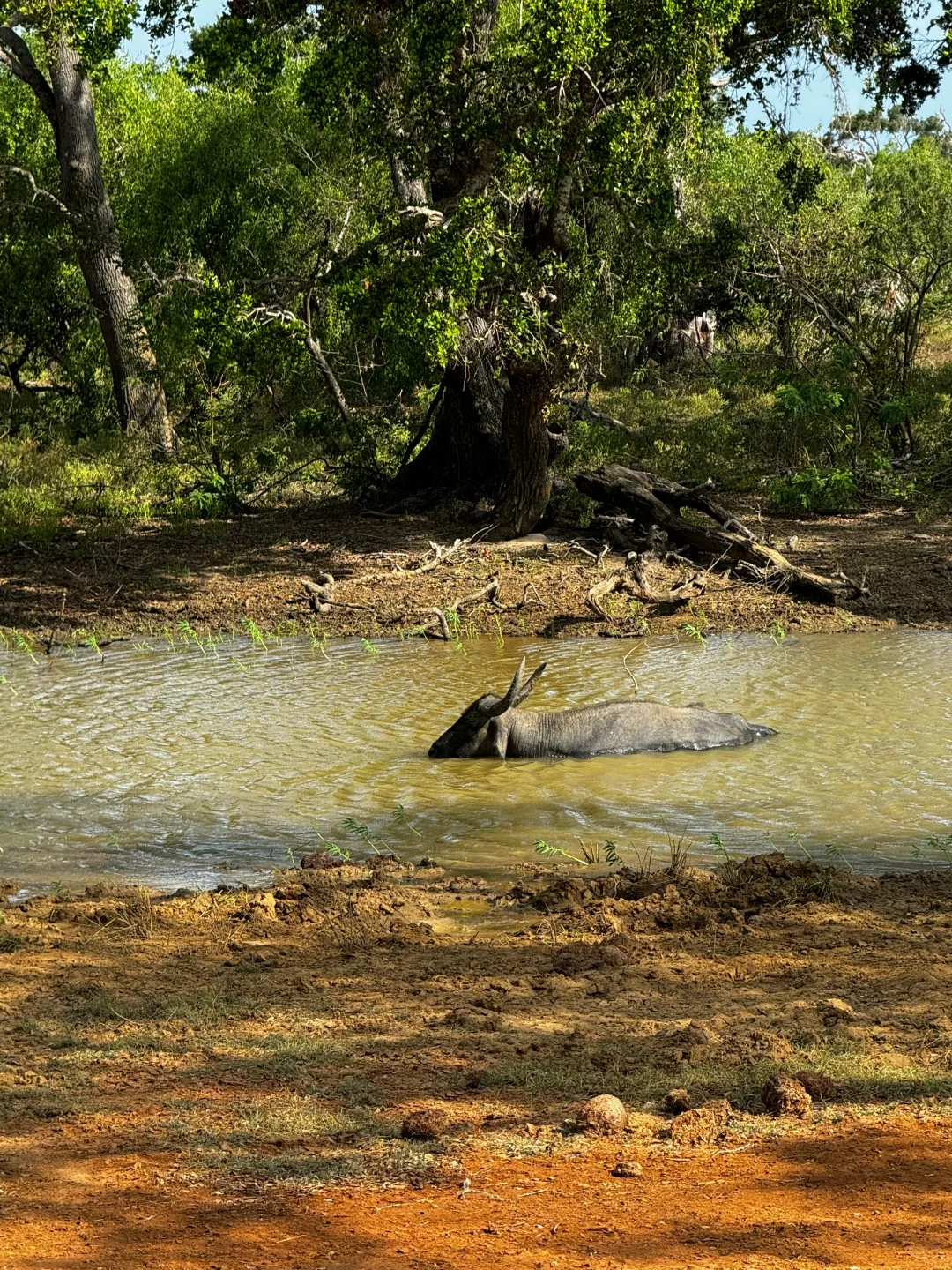 斯里兰卡七天五晚zui 全攻略｜人均6000💰