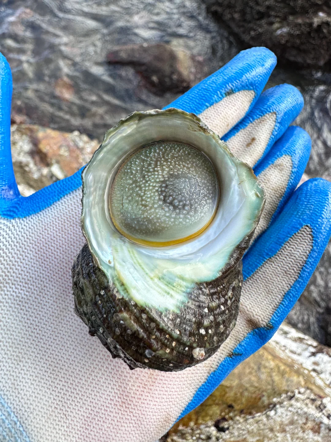人在惠州玻璃海‼️赶海爆桶🦀️玩过两天再说