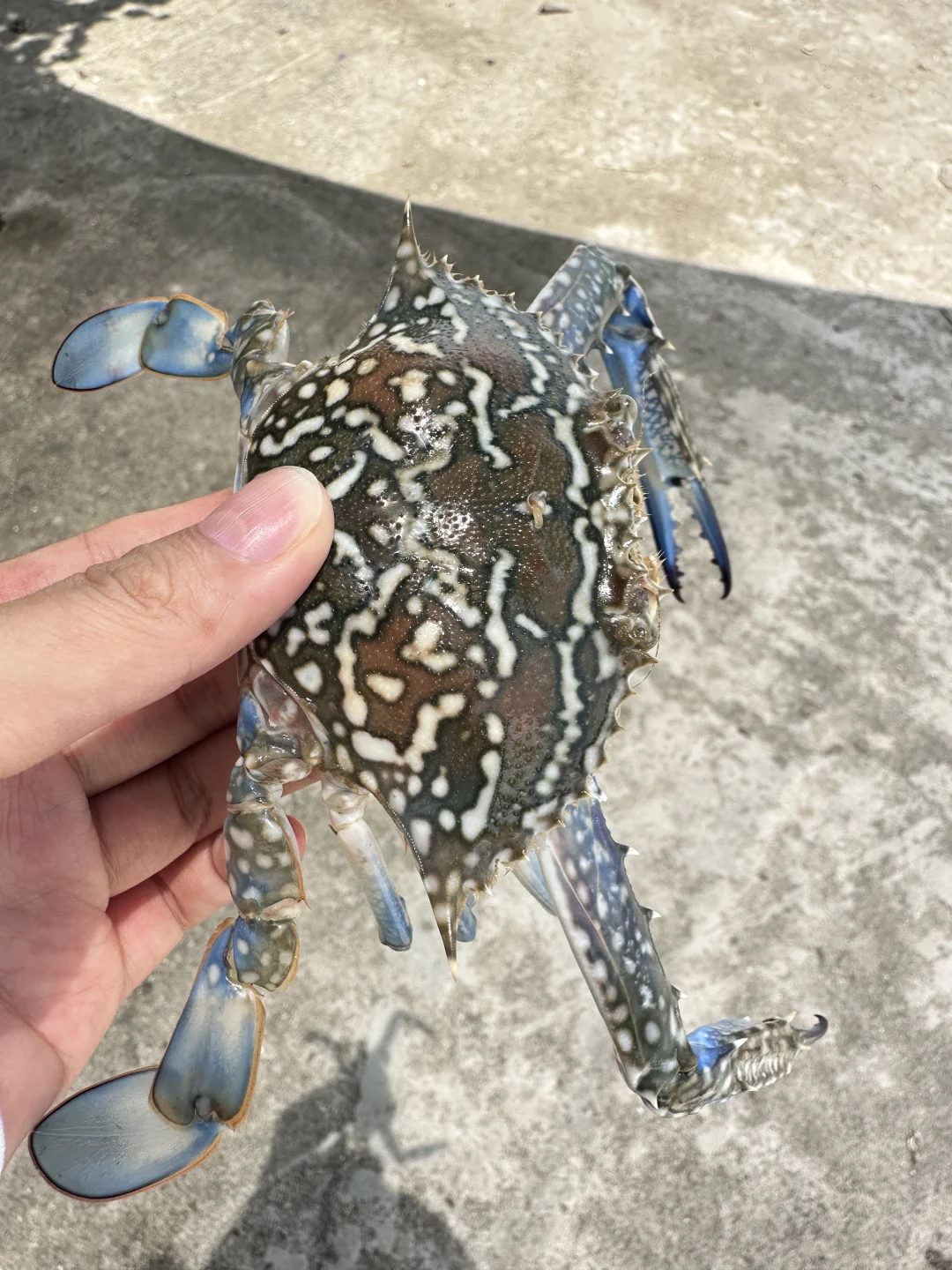 人在惠州玻璃海‼️赶海爆桶🦀️玩过两天再说