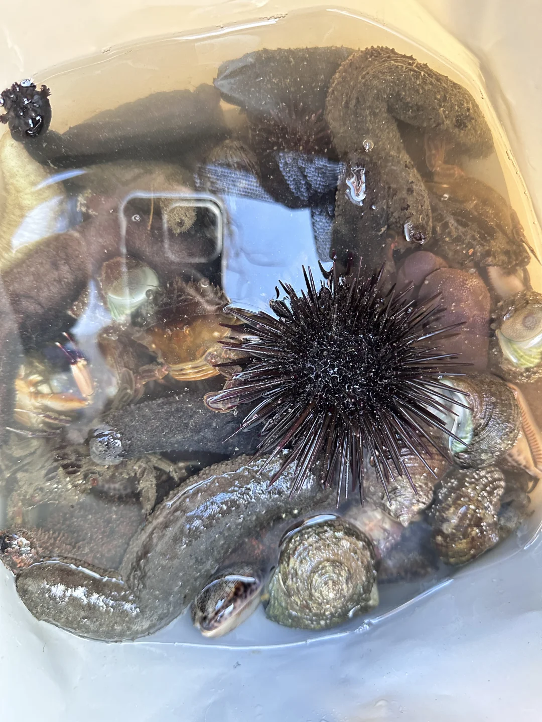 人在惠州玻璃海‼️赶海爆桶🦀️玩过两天再说