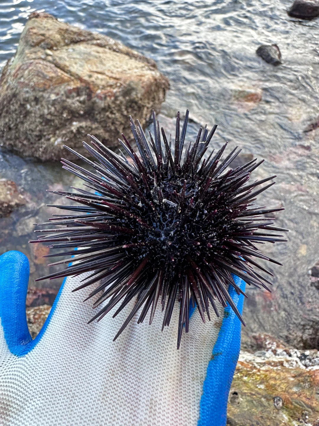 人在惠州玻璃海‼️赶海爆桶🦀️玩过两天再说