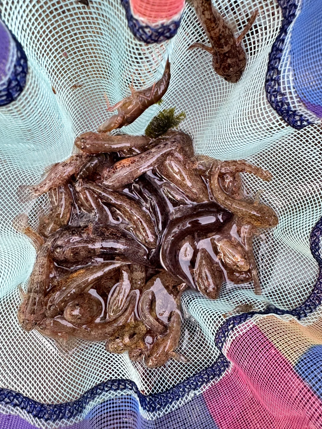 人在惠州玻璃海‼️赶海爆桶🦀️玩过两天再说