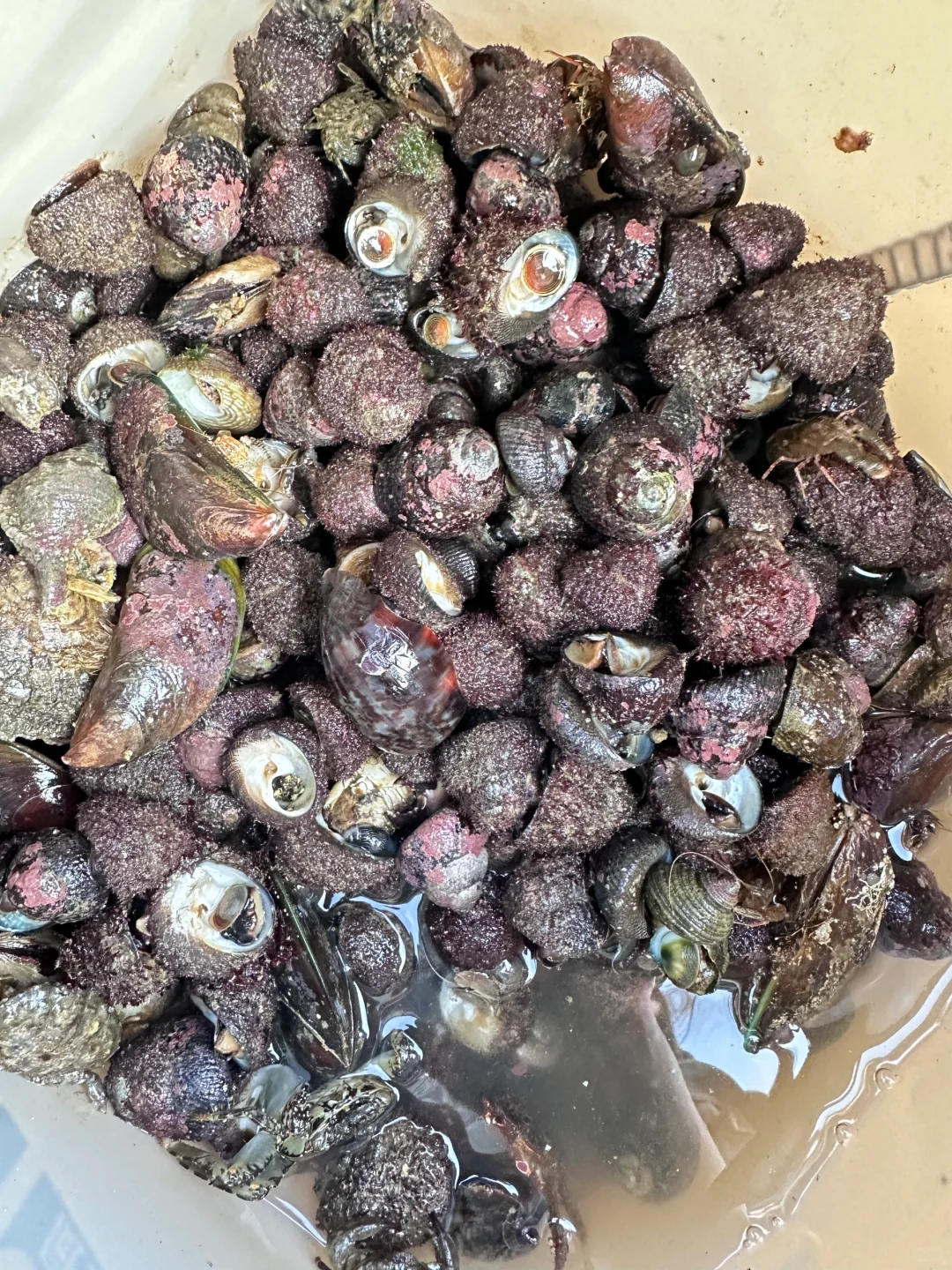 人在惠州玻璃海‼️赶海爆桶🦀️玩过两天再说