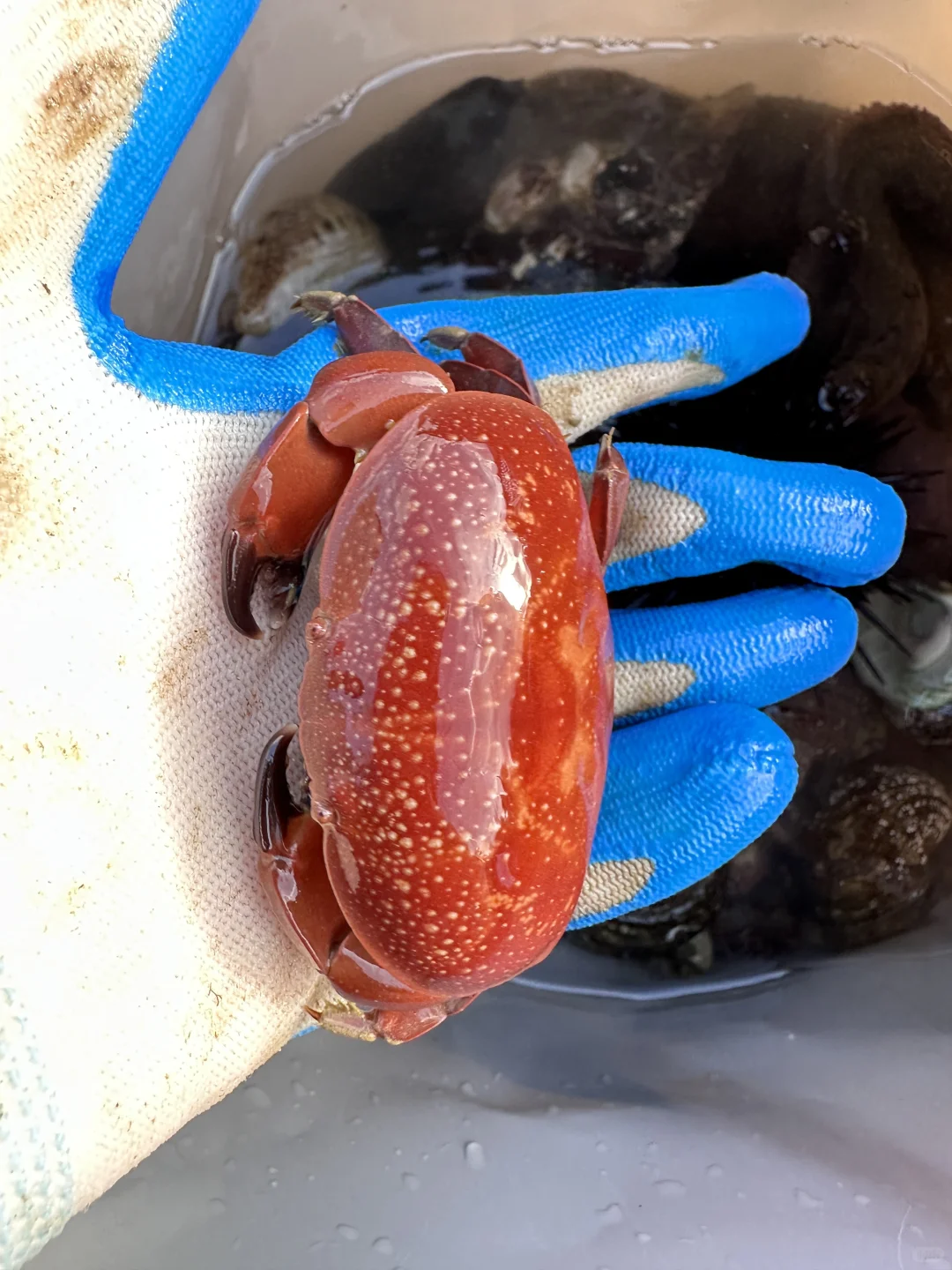 人在惠州玻璃海‼️赶海爆桶🦀️玩过两天再说