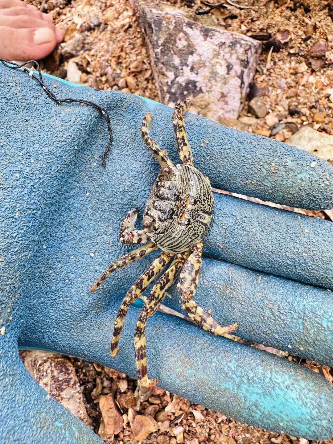 人在惠州玻璃海‼️赶海爆桶🦀️玩过两天再说