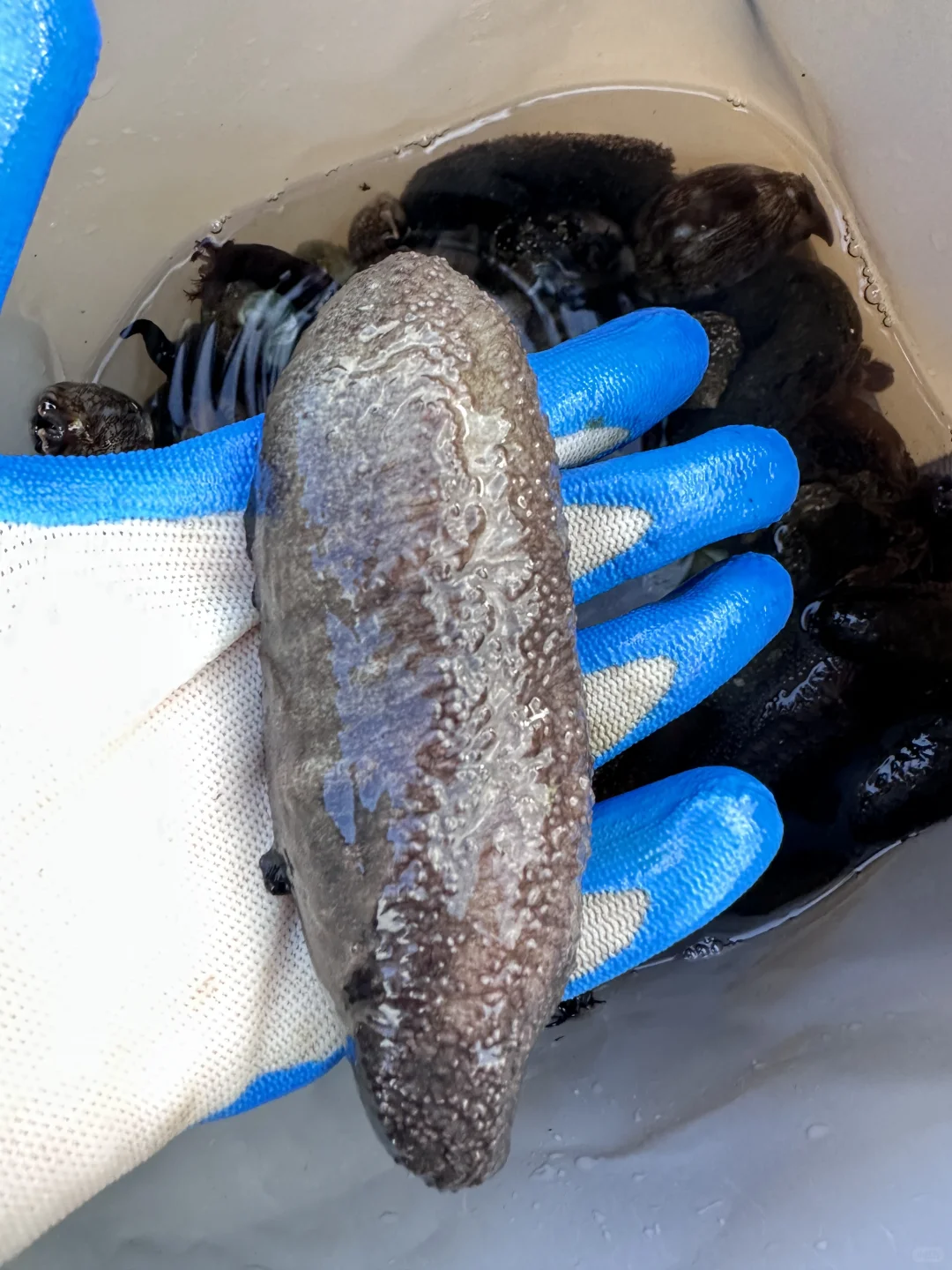 人在惠州玻璃海‼️赶海爆桶🦀️玩过两天再说