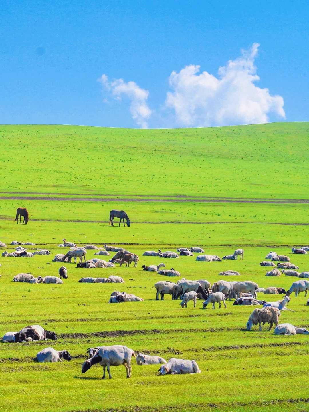 以为新疆够美了‼️直到带娃来了呼伦贝尔🥹