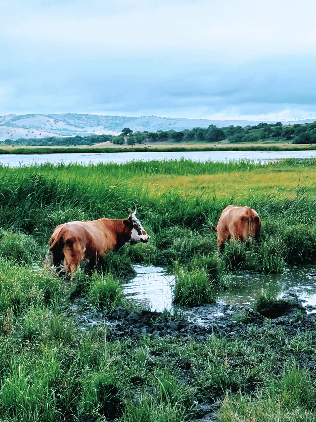 谁还没来❗️北京周边被狠狠低估的小众草原❗️