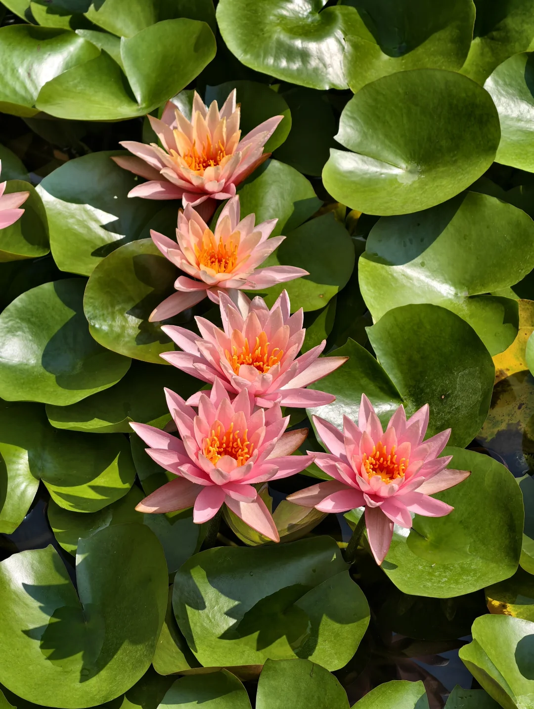 🌄云台山暴走一日游！4大精华景点全打卡+