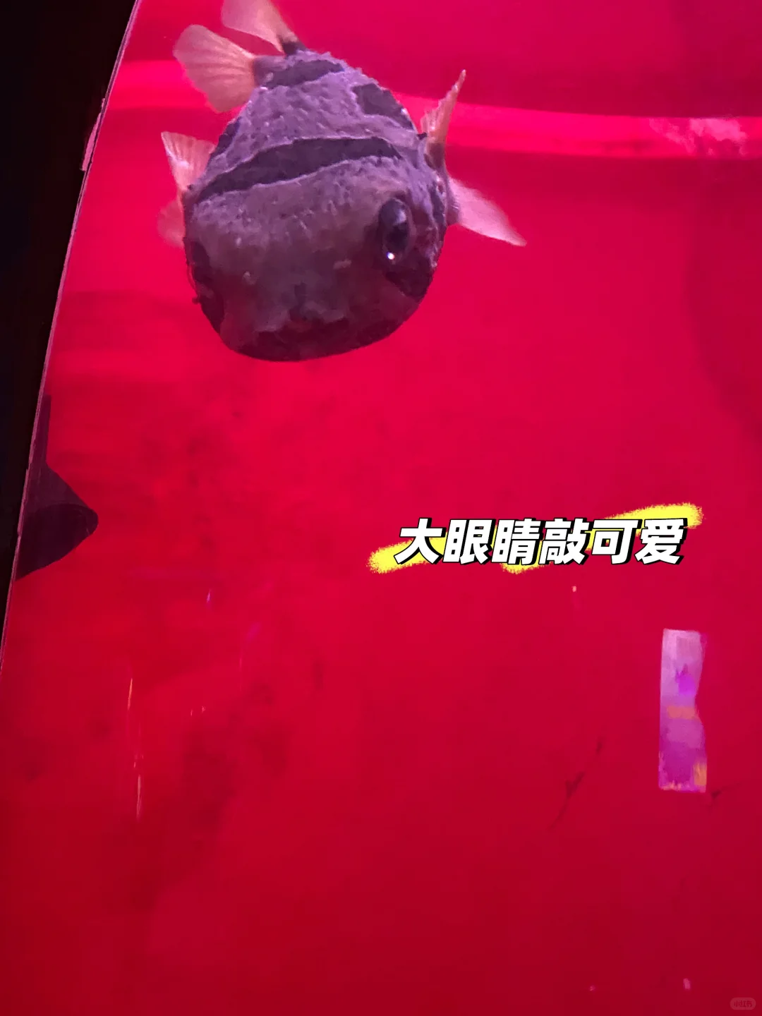 来哈尔滨极地公园玩啦