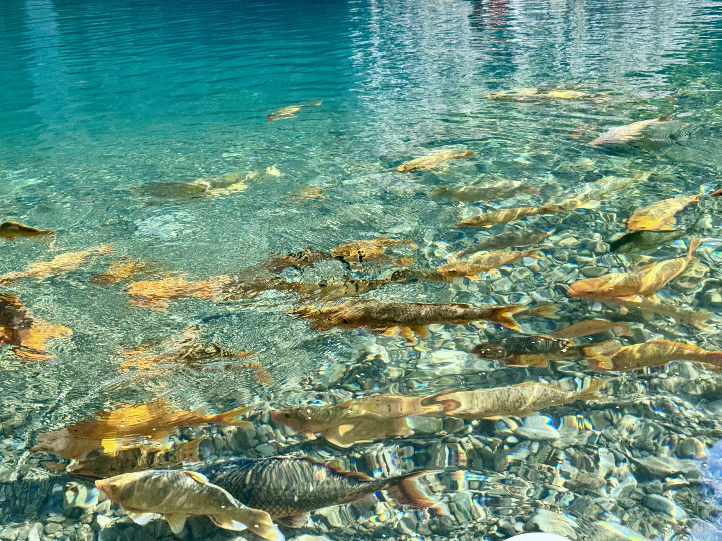 仙居玩水新发现｜小众撩朱线超绝🔥