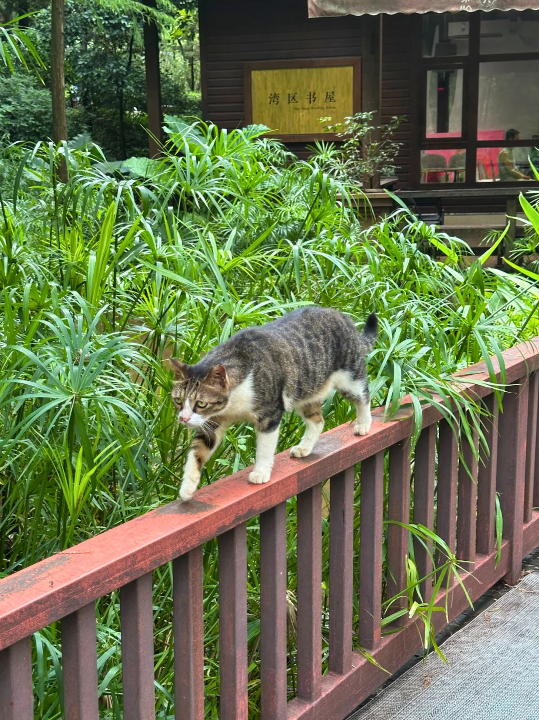 藏在CBD的遛娃宝地｜撸猫天堂+野餐圣地！