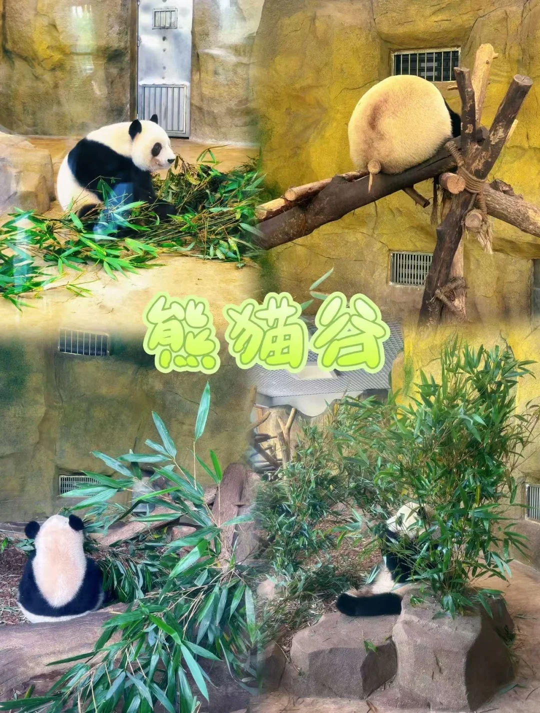 熊猫谷吸氧+都江堰夜游！包车路线私人定制🚀