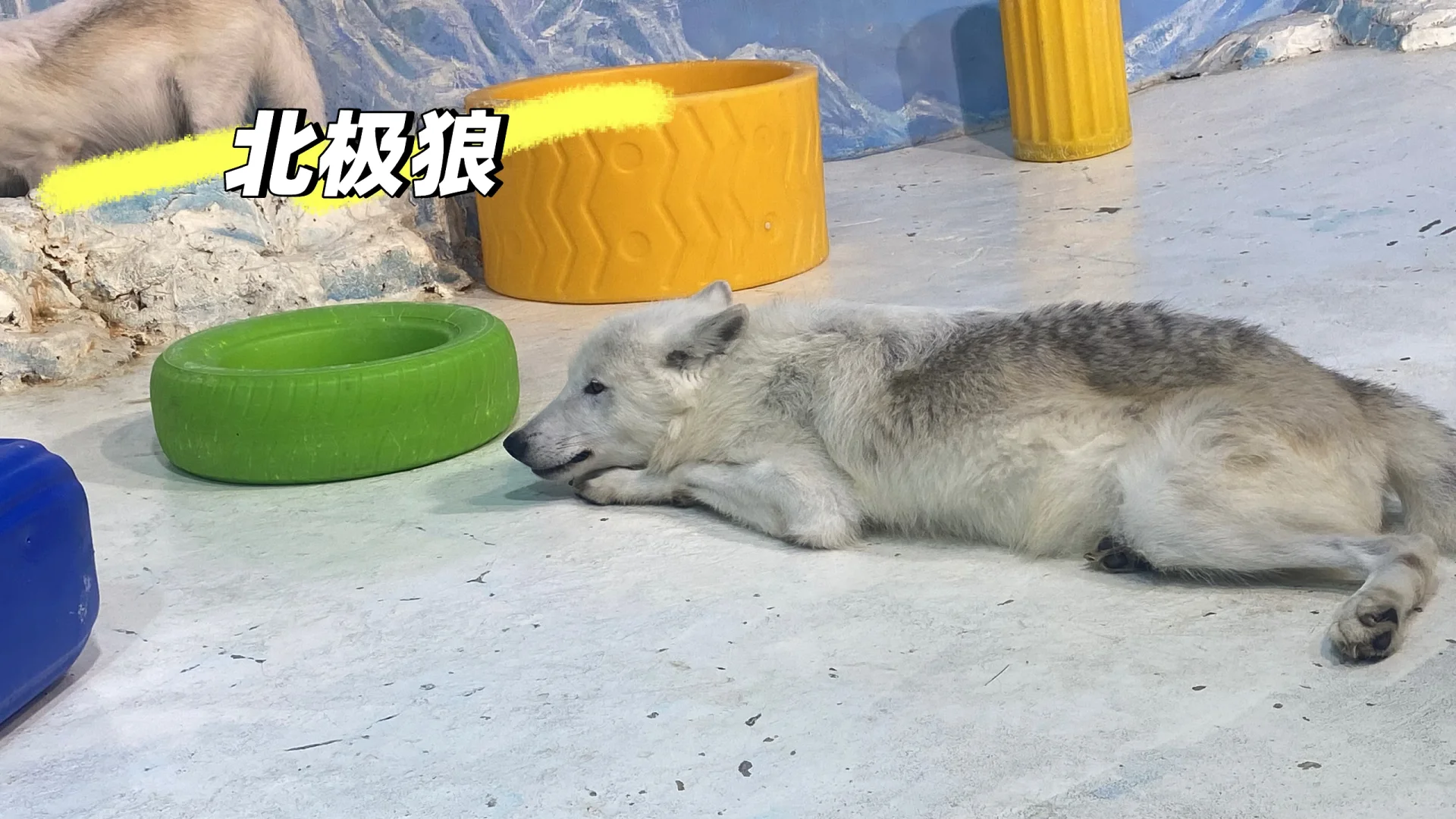 来哈尔滨极地公园玩啦