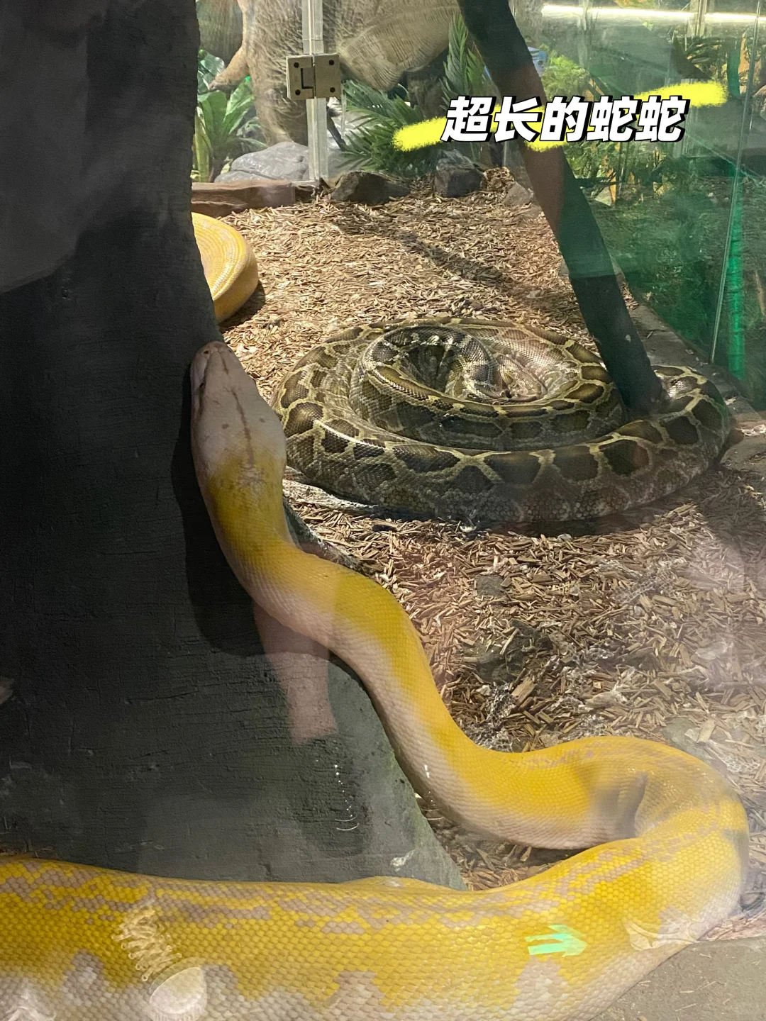 来哈尔滨极地公园玩啦