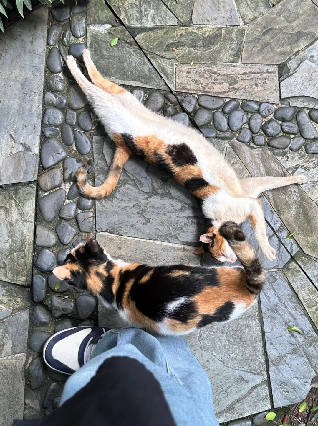 藏在CBD的遛娃宝地｜撸猫天堂+野餐圣地！