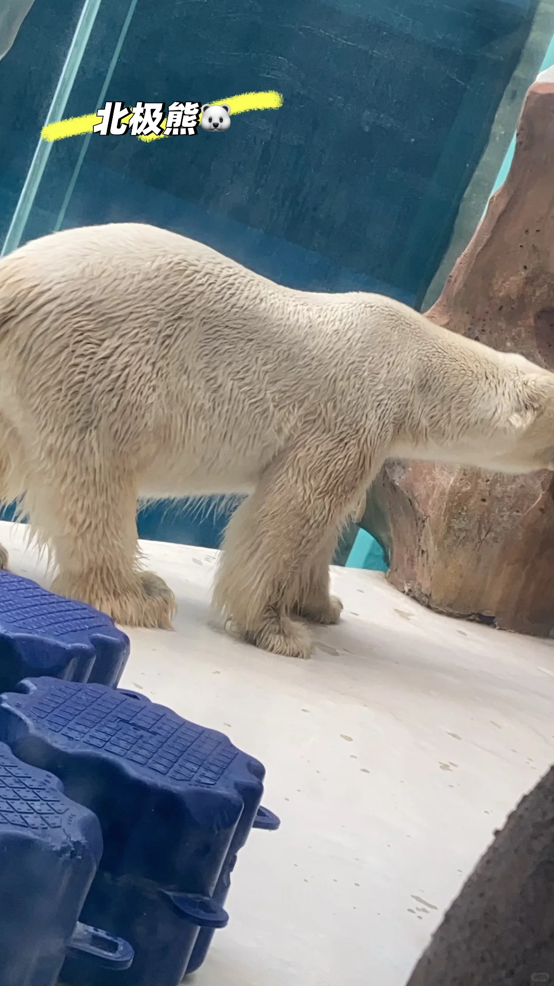 来哈尔滨极地公园玩啦