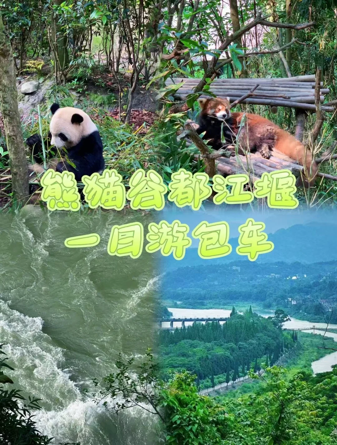 熊猫谷吸氧+都江堰夜游！包车路线私人定制🚀